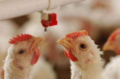 ไก่ไทยส่งออก